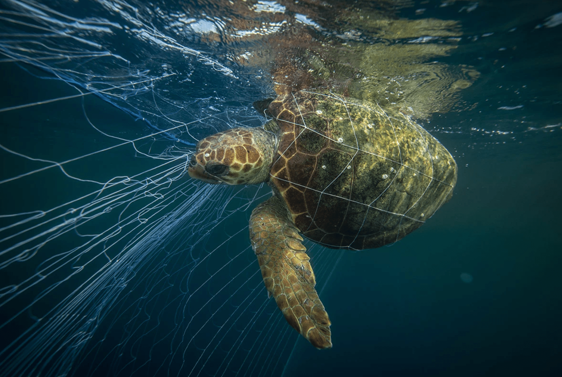 Forecast warns when sea life will get tangled in nets — one year in advance